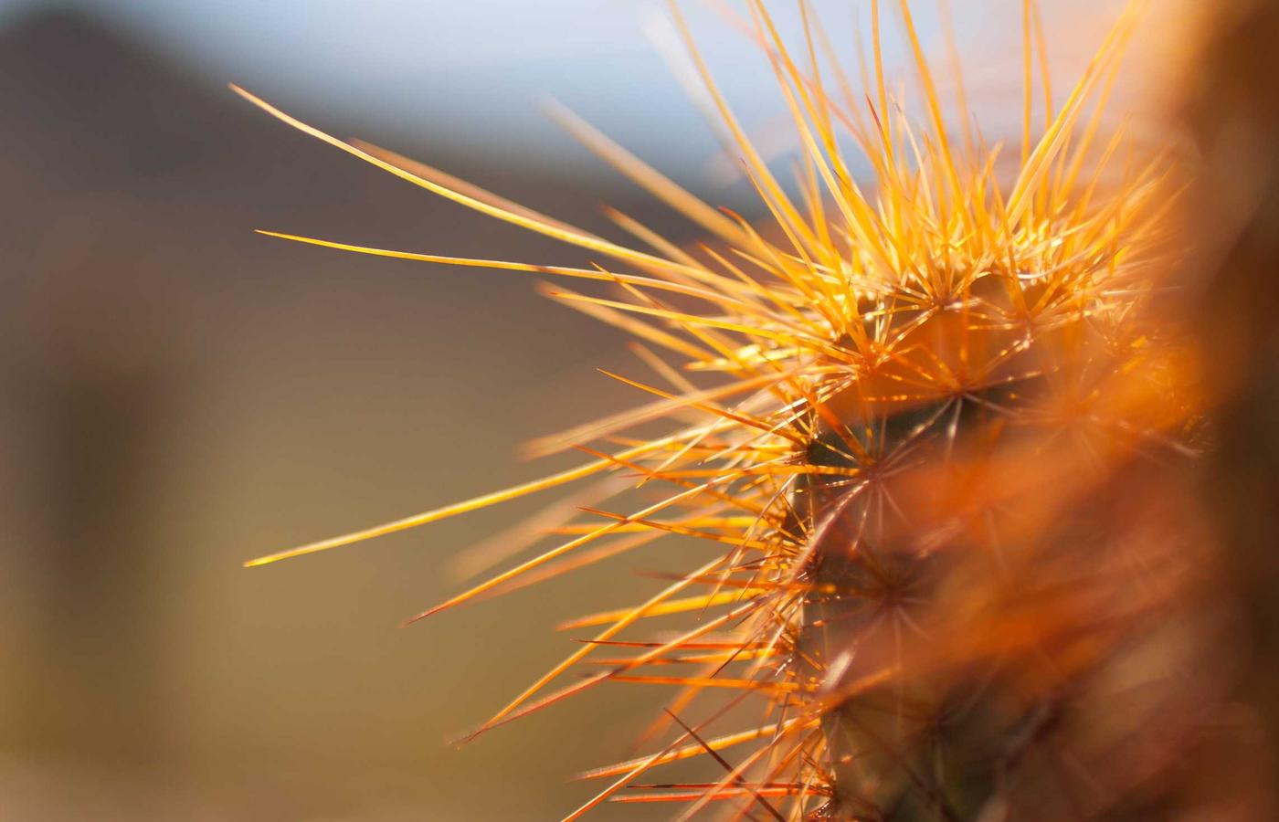 A constellation of satellites in low Earth orbit